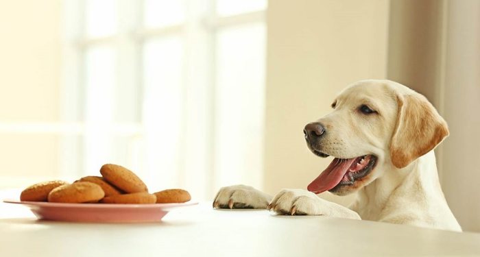 강아지-음식
